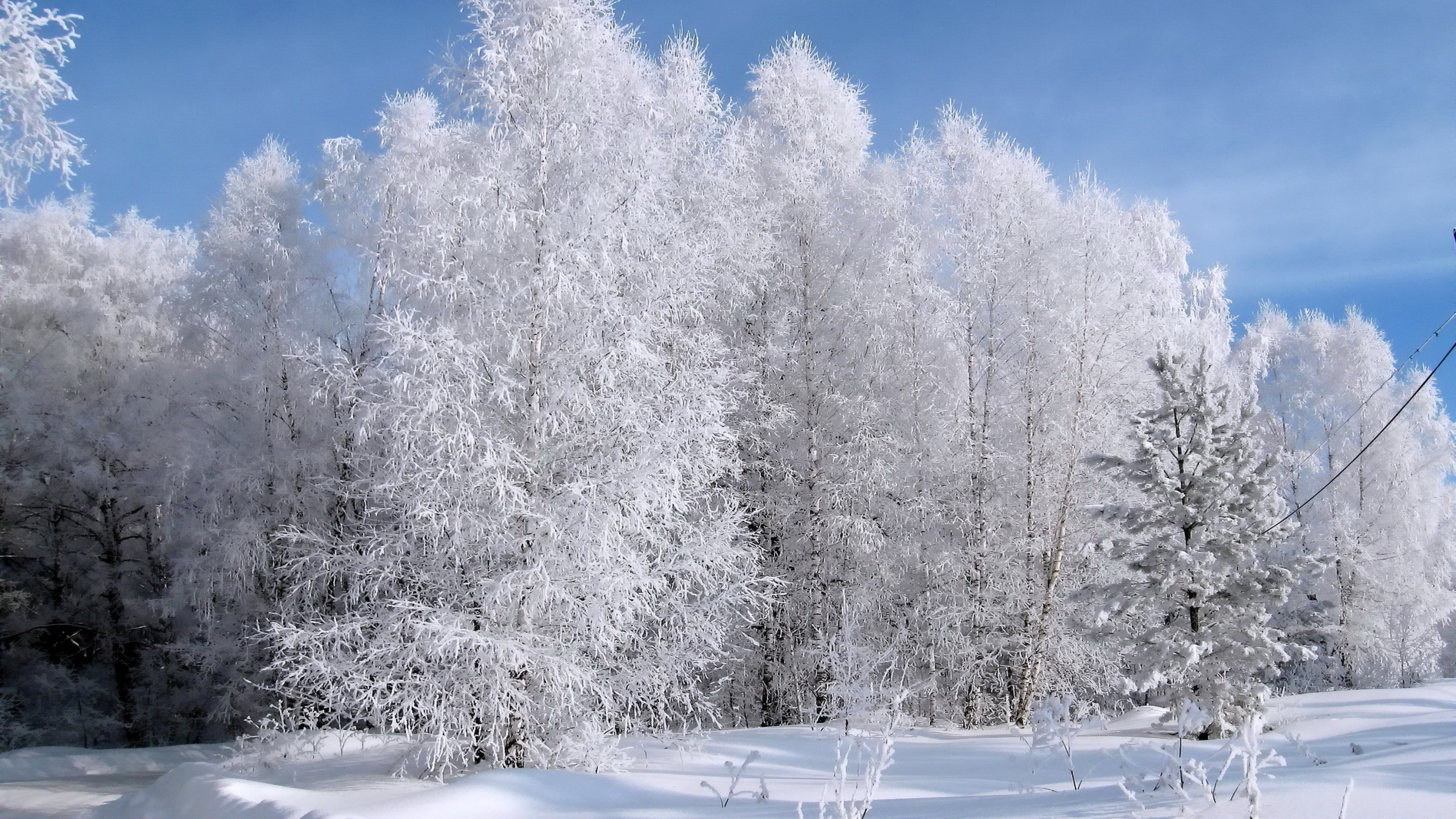 Árboles Cubiertos de Nieve Durante el Día. Wallpaper in 2560x1440 Resolution