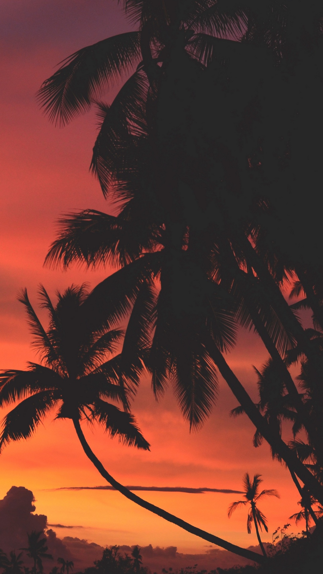 Silhouette Der Palme Bei Sonnenuntergang. Wallpaper in 1080x1920 Resolution