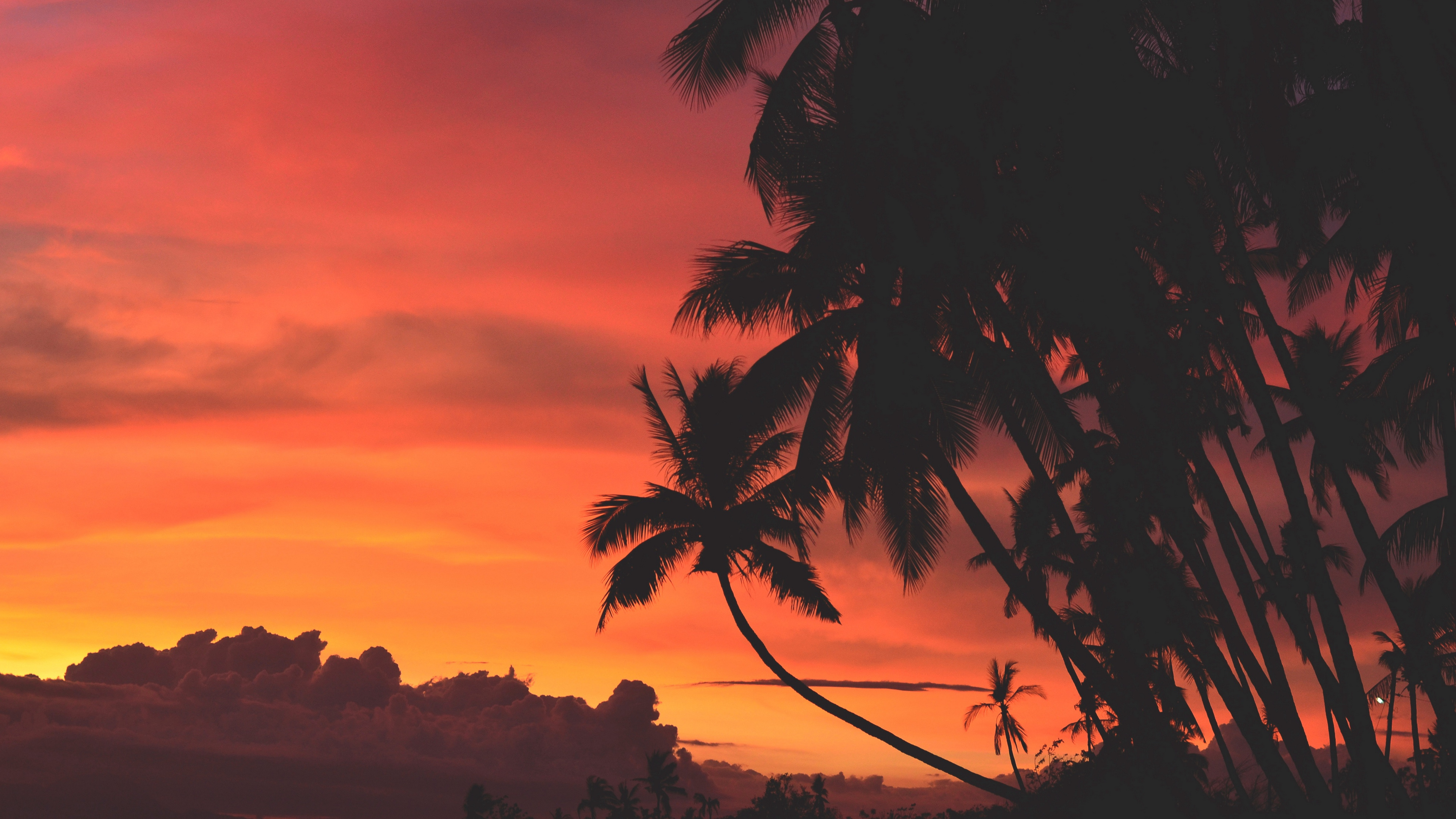 Silhouette of Palm Tree During Sunset. Wallpaper in 3840x2160 Resolution