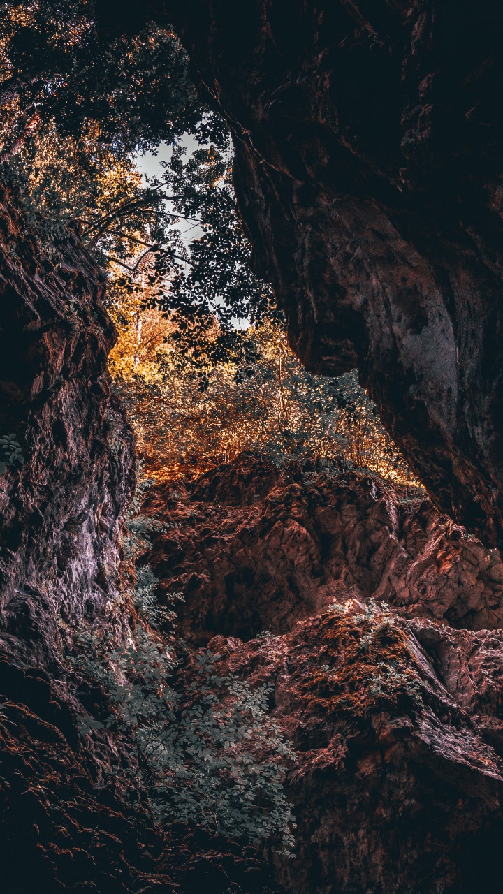 Black, Brown, Water, Tree, Rock. Wallpaper in 720x1280 Resolution