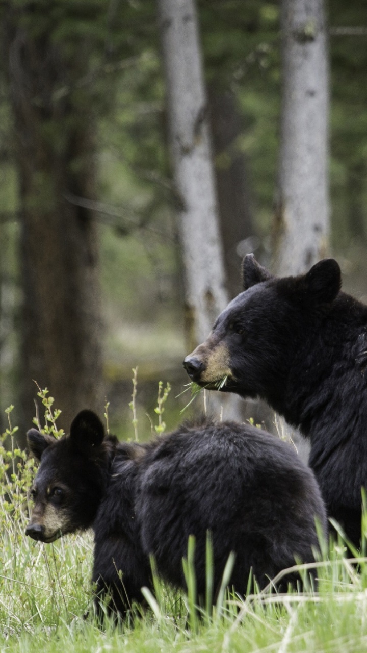 Ours Noir Sur L'herbe Verte Pendant la Journée. Wallpaper in 720x1280 Resolution