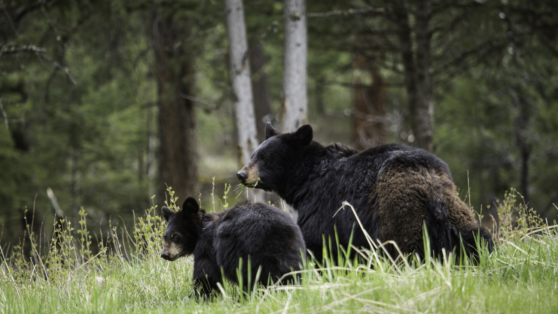 Black Bear on Green Grass During Daytime. Wallpaper in 1920x1080 Resolution