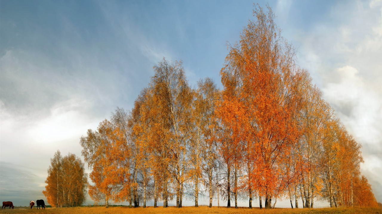 Brown Trees Under Blue Sky During Daytime. Wallpaper in 1280x720 Resolution