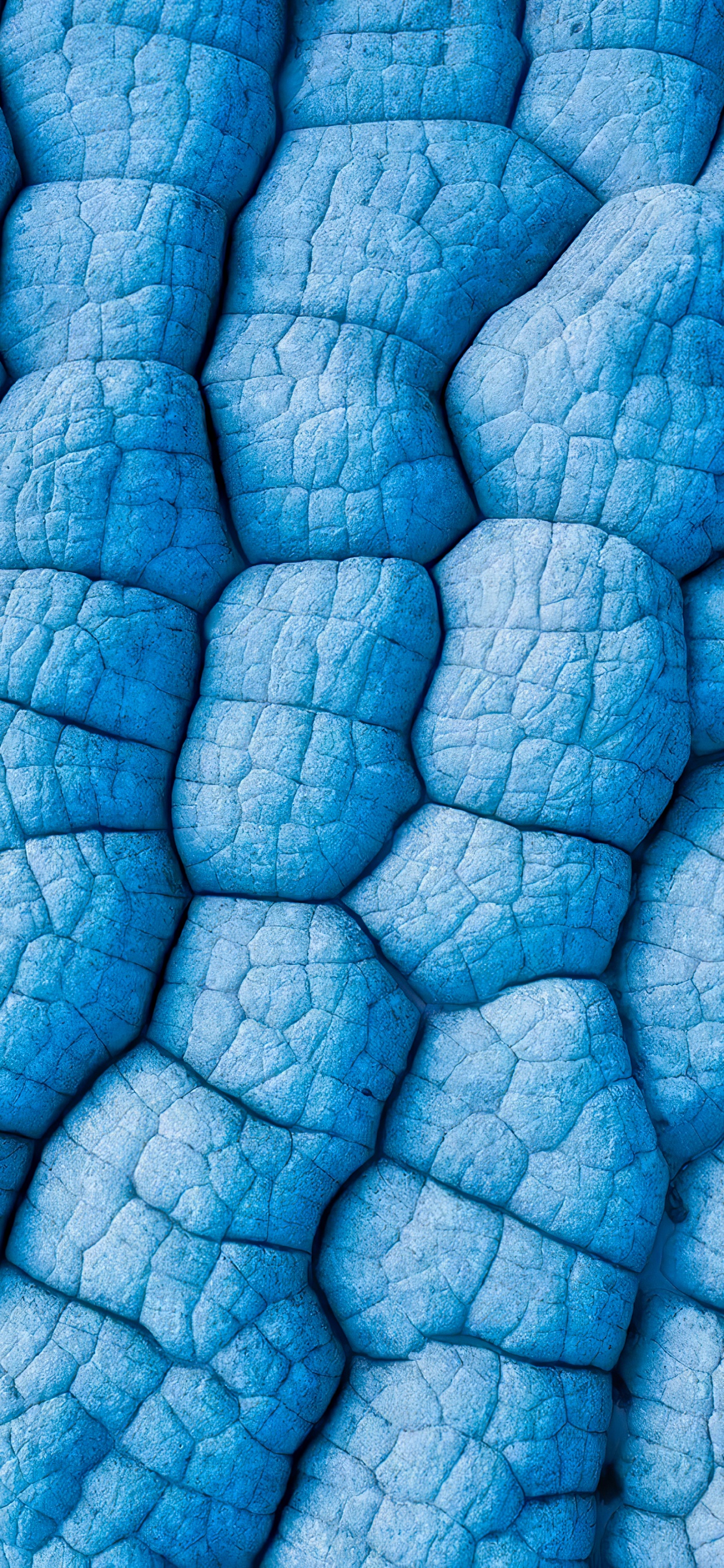 Feuille, Blue, Azure, Fluide, Aqua. Wallpaper in 1242x2688 Resolution