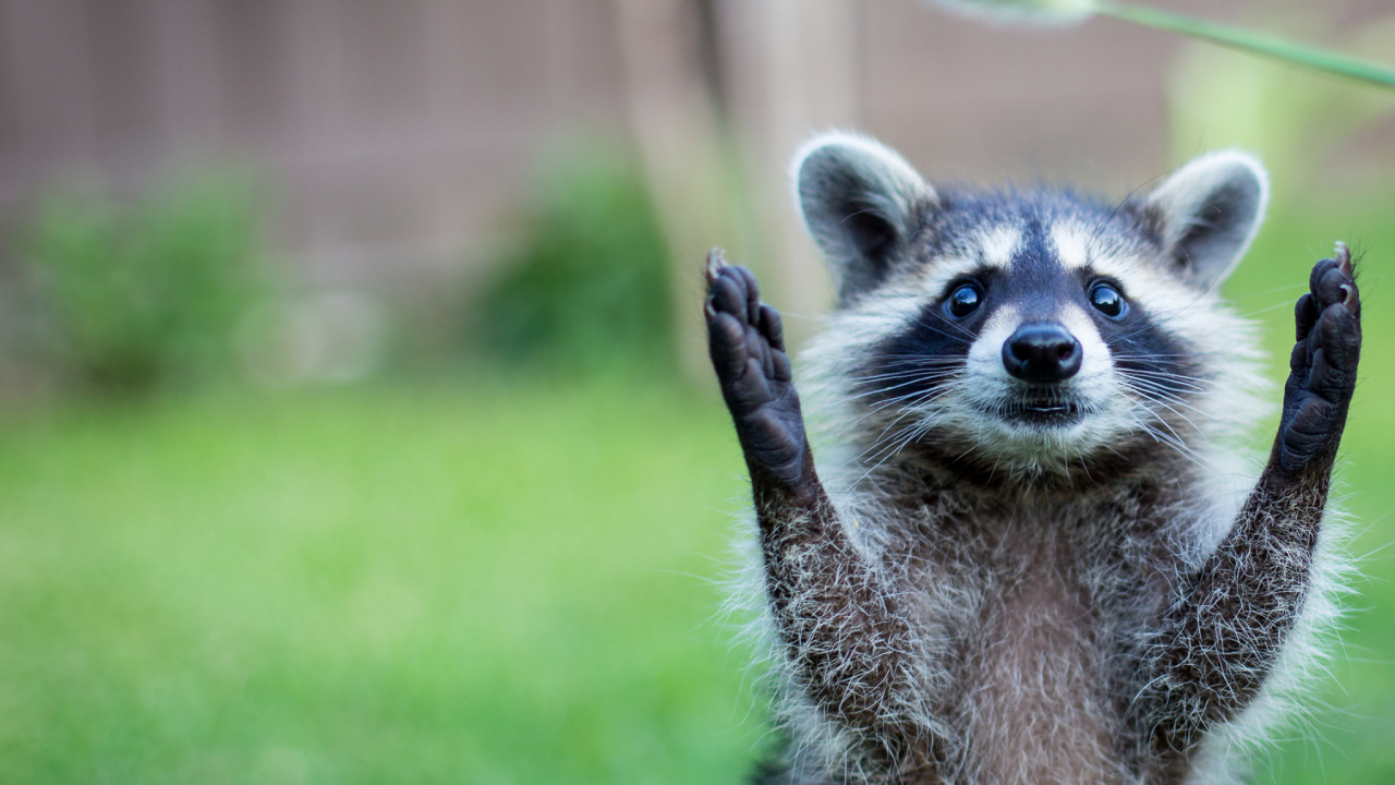 Gray and White Raccoon on Green Grass During Daytime. Wallpaper in 1280x720 Resolution
