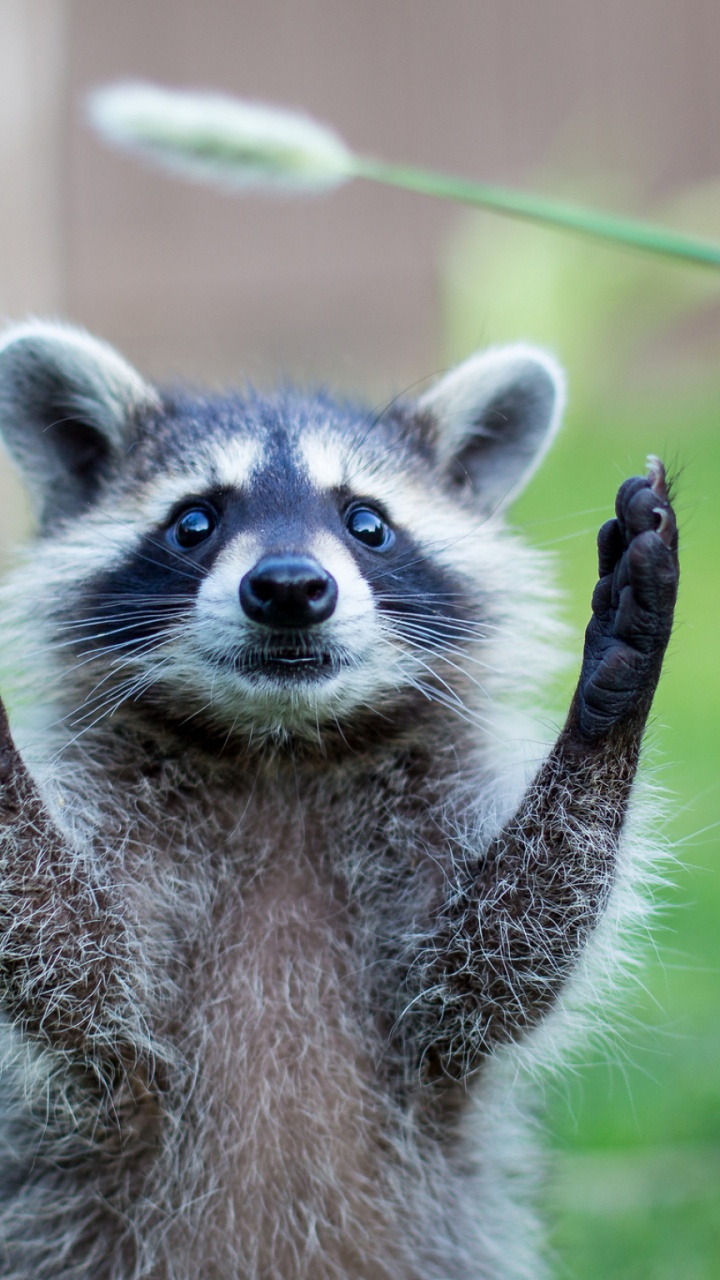Gray and White Raccoon on Green Grass During Daytime. Wallpaper in 720x1280 Resolution