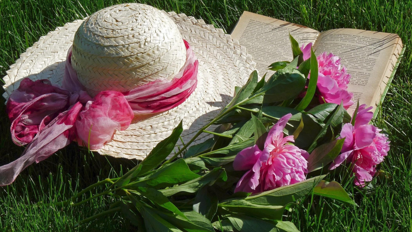 牡丹, 粉红色, 绽放, 罗莎千叶, 花园 壁纸 1366x768 允许