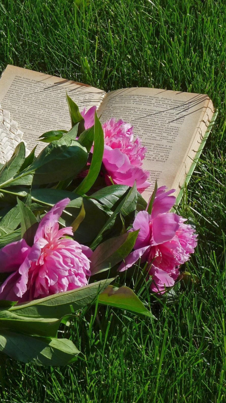 牡丹, 粉红色, 绽放, 罗莎千叶, 花园 壁纸 750x1334 允许