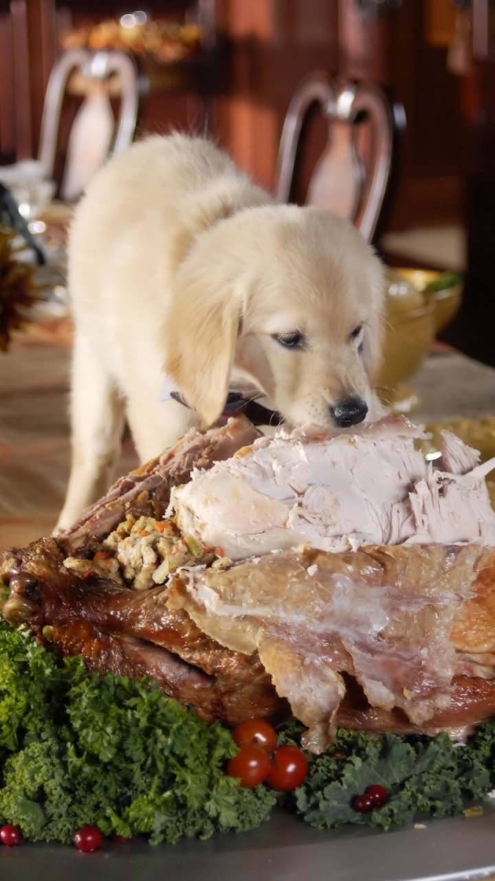 Yellow Labrador Retriever Puppy Beside Green and Brown Food on White Ceramic Plate. Wallpaper in 720x1280 Resolution