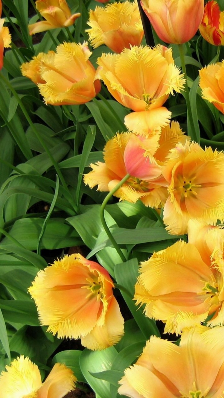 Yellow and Red Flowers With Green Leaves. Wallpaper in 720x1280 Resolution