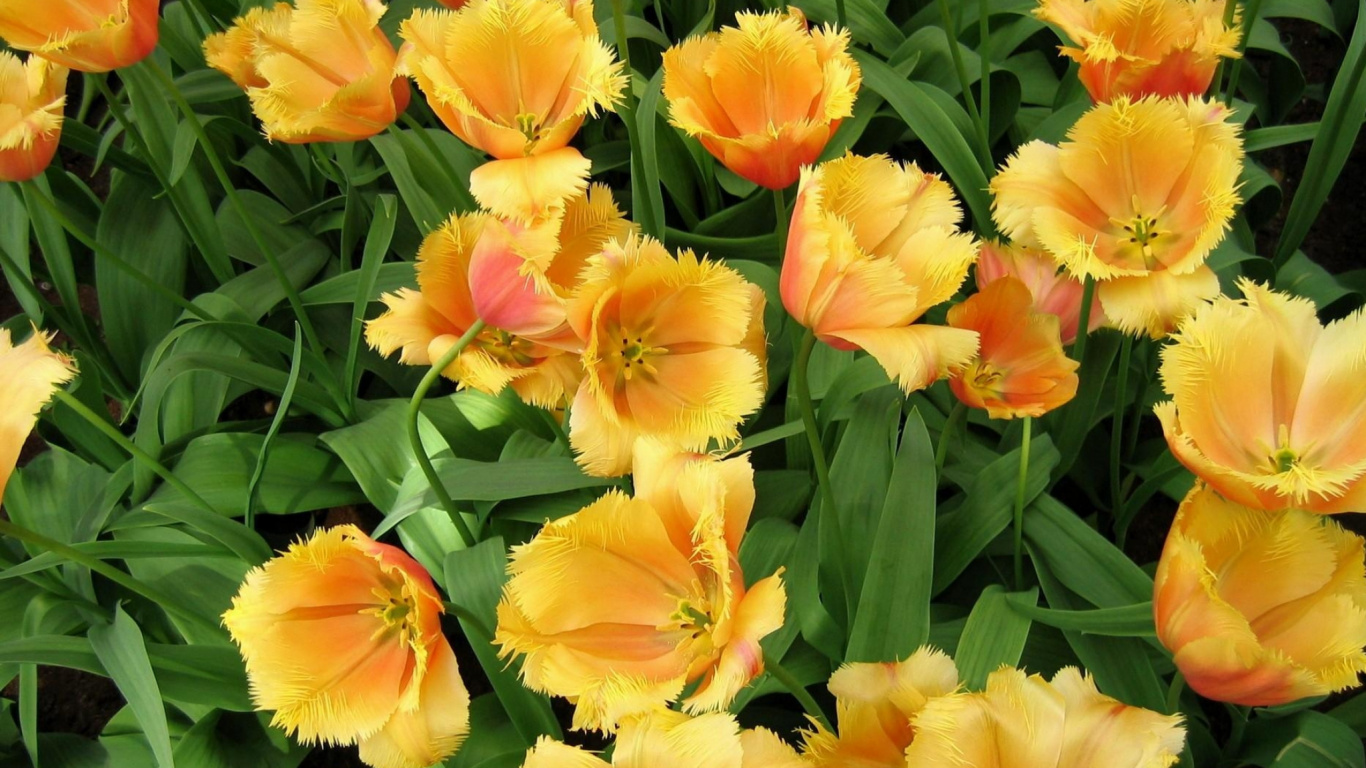 Flores Amarillas y Rojas Con Hojas Verdes. Wallpaper in 1366x768 Resolution