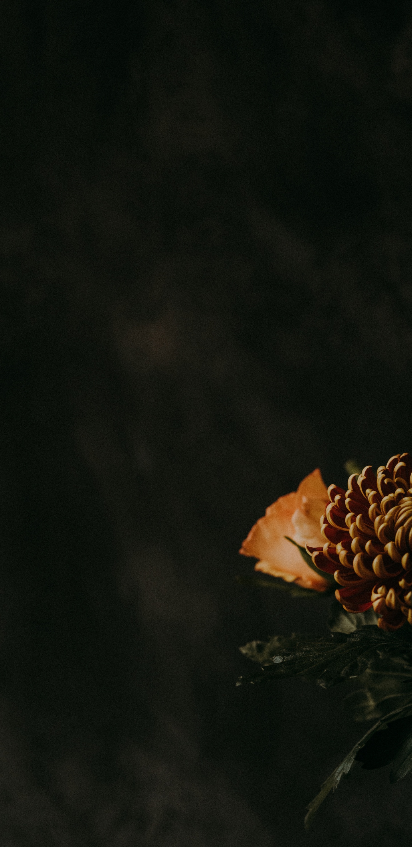 Fleur D'oranger Sur Fond Noir. Wallpaper in 1440x2960 Resolution