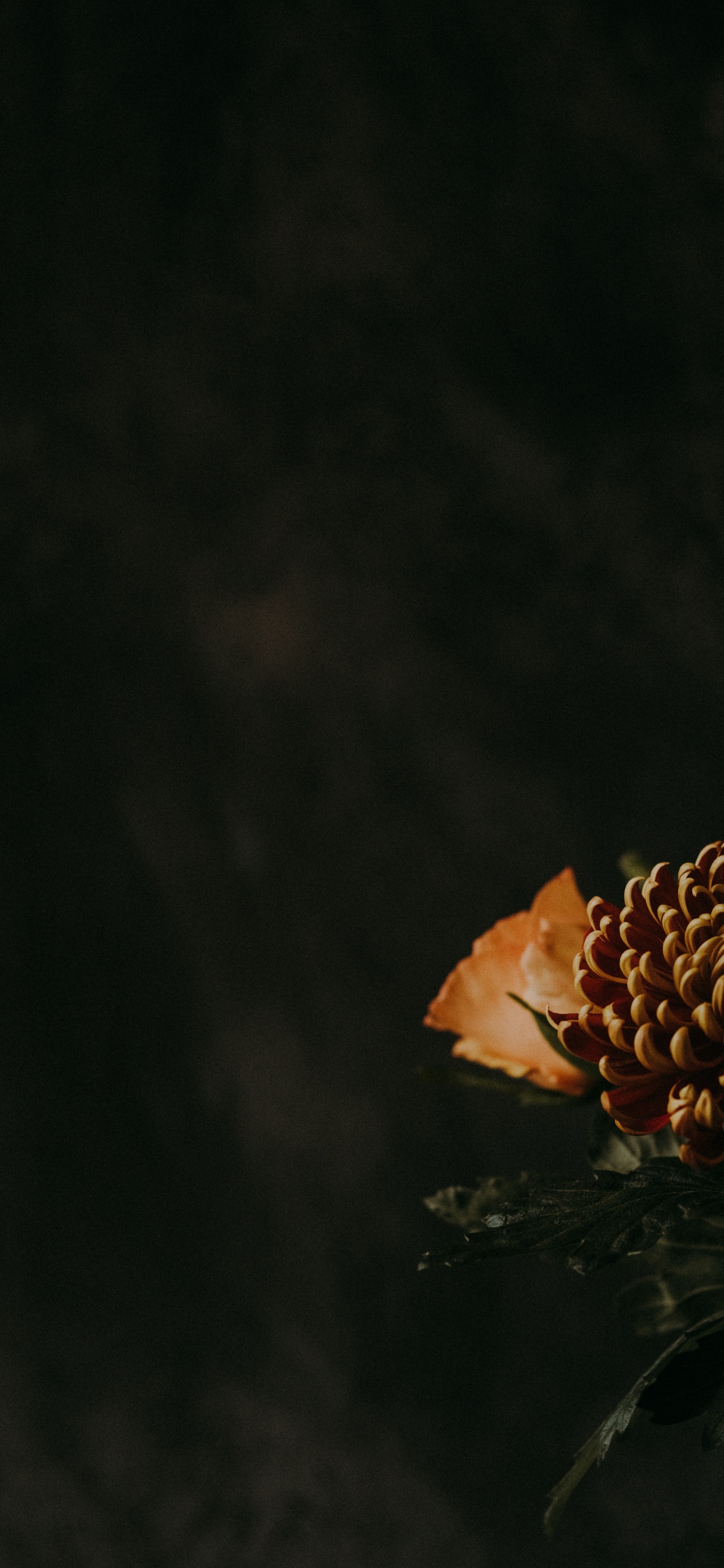 Orange Flower in Black Background. Wallpaper in 1242x2688 Resolution