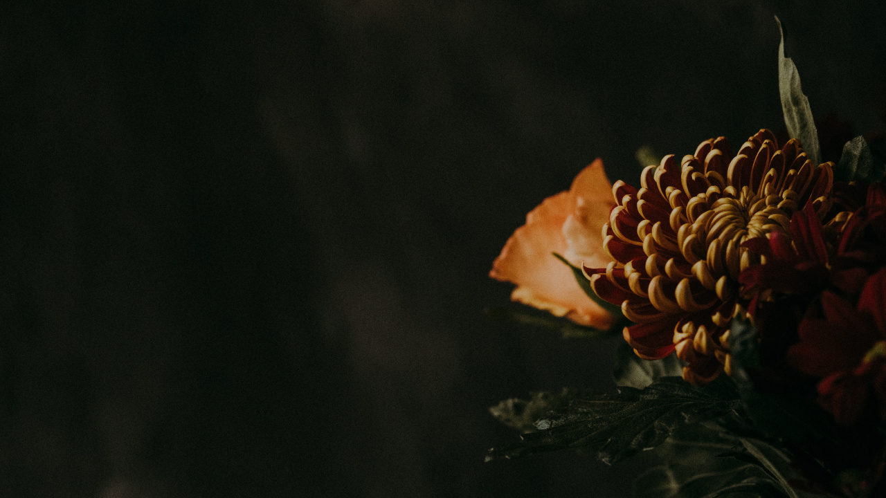 Orange Flower in Black Background. Wallpaper in 1280x720 Resolution