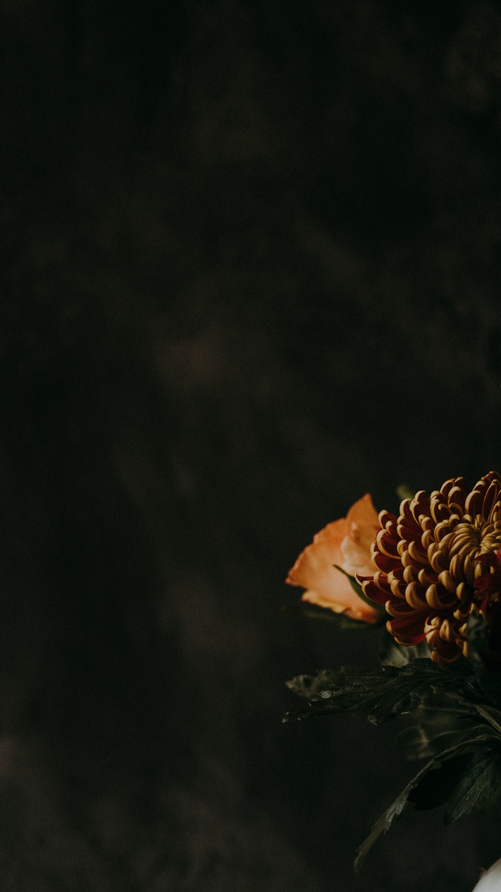 Orange Flower in Black Background. Wallpaper in 720x1280 Resolution