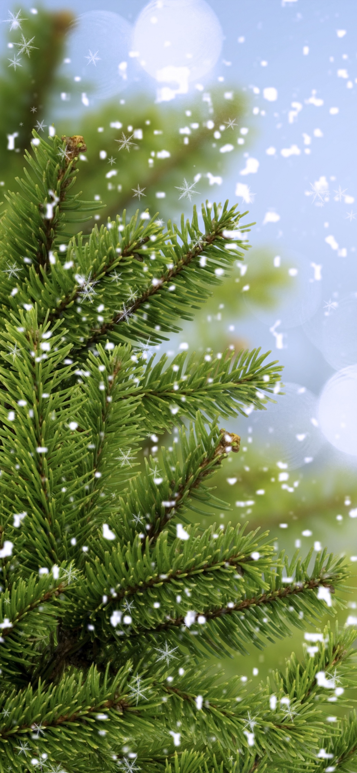 Green Pine Tree With White and Blue Lights. Wallpaper in 1242x2688 Resolution