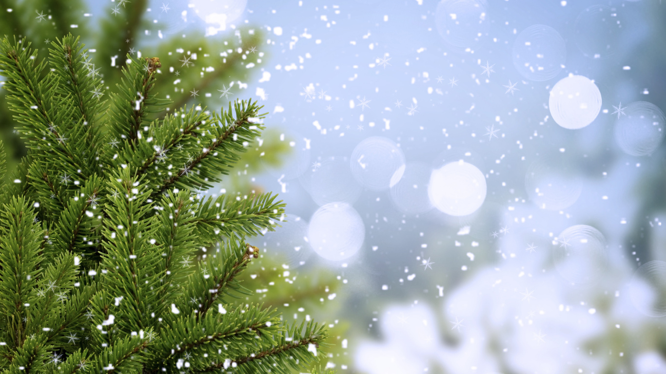 Green Pine Tree With White and Blue Lights. Wallpaper in 1366x768 Resolution