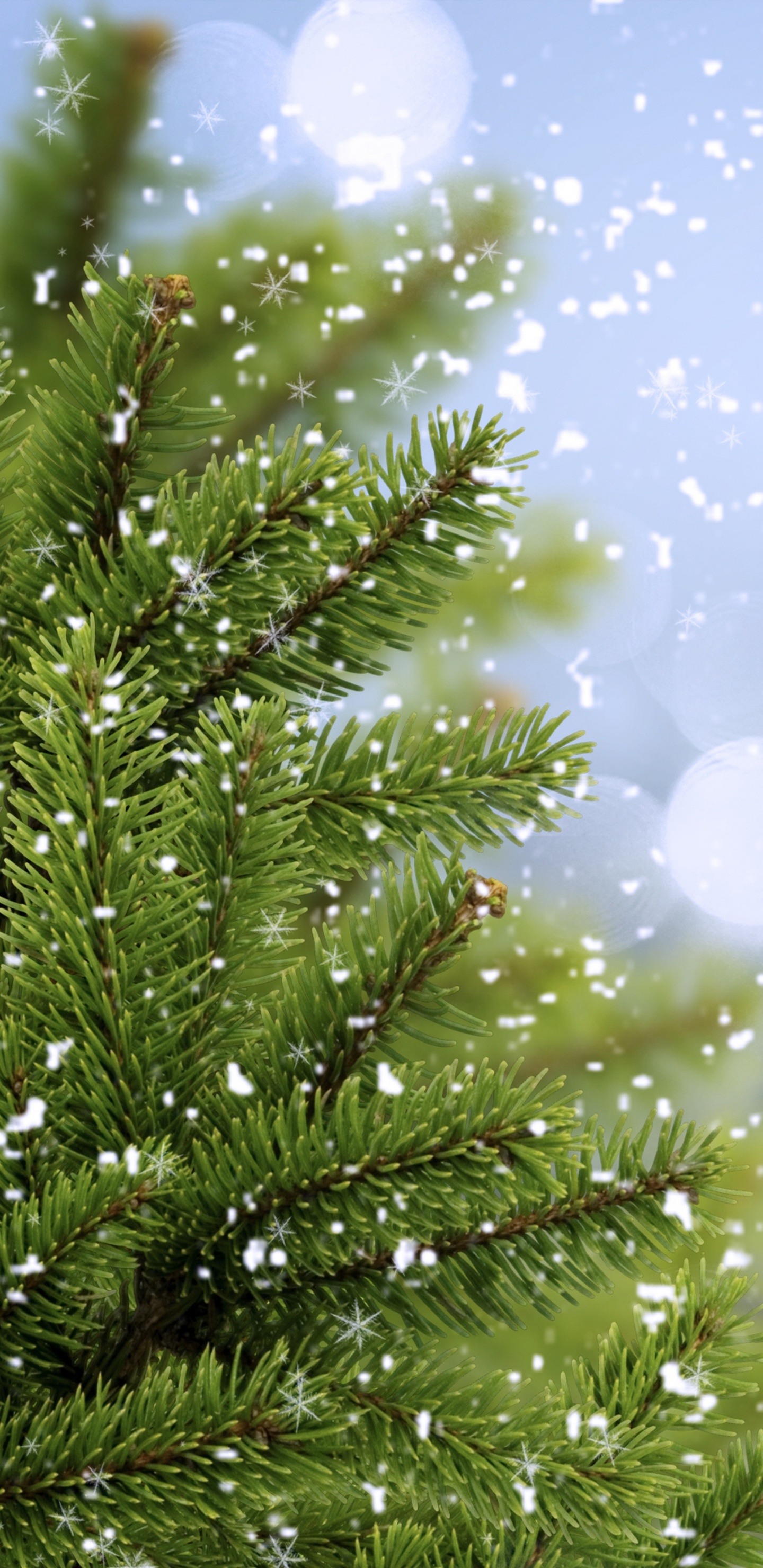 Green Pine Tree With White and Blue Lights. Wallpaper in 1440x2960 Resolution