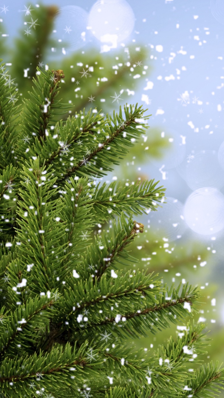 Green Pine Tree With White and Blue Lights. Wallpaper in 720x1280 Resolution