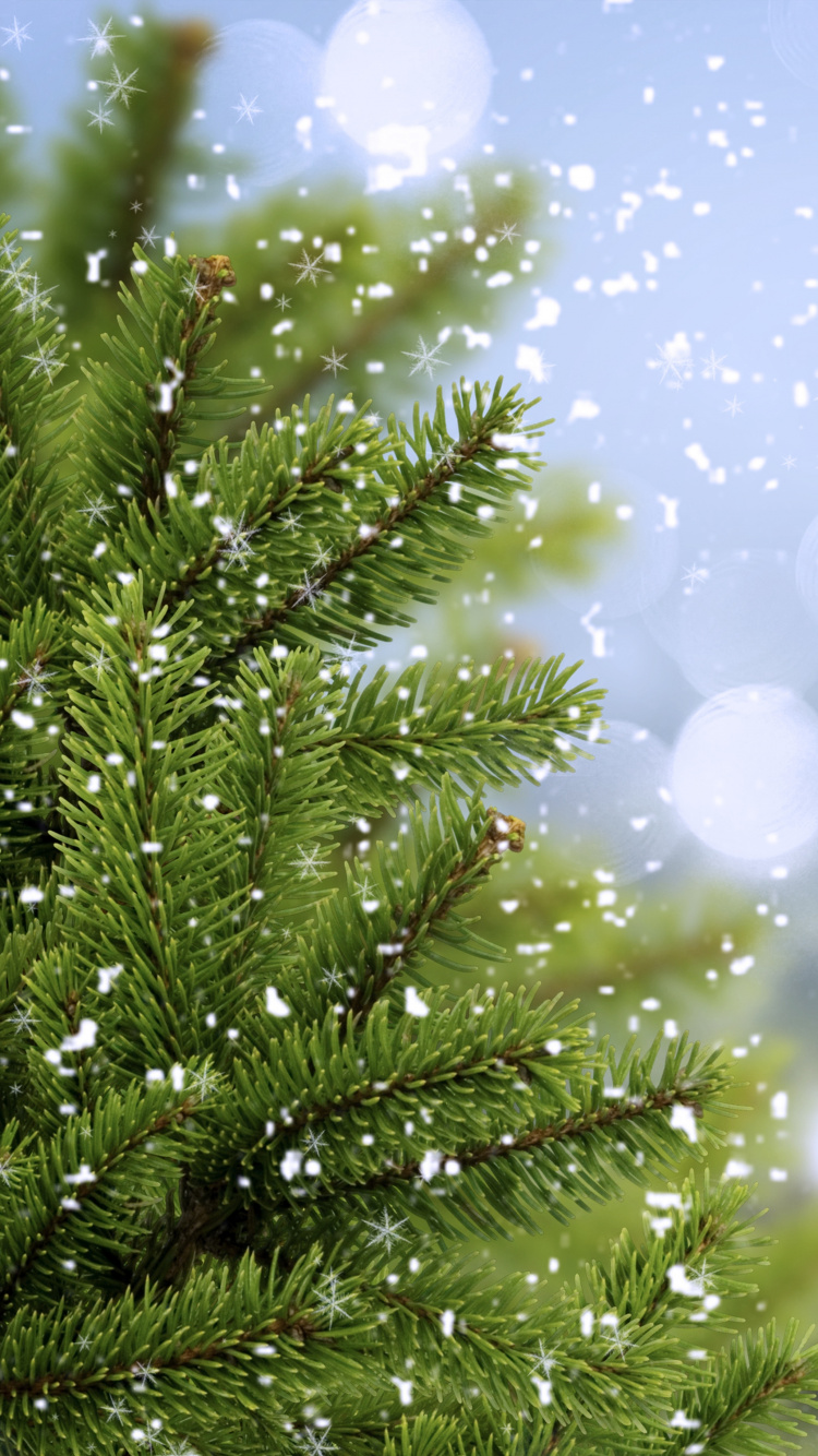 Green Pine Tree With White and Blue Lights. Wallpaper in 750x1334 Resolution