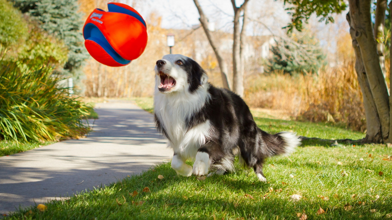 Border Collie Blanco y Negro Que se Ejecuta en la Carretera Durante el Día. Wallpaper in 1280x720 Resolution