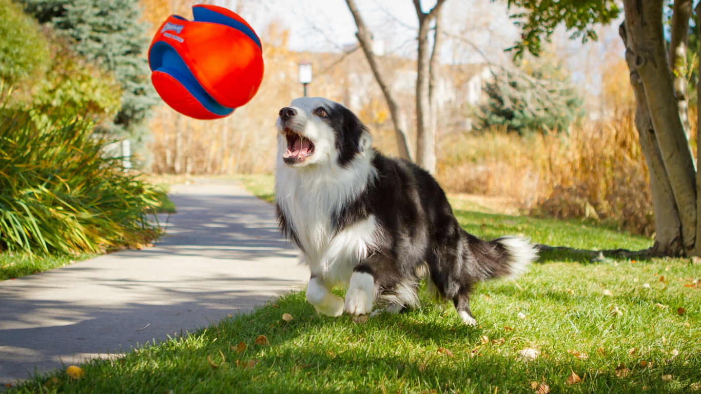 边境牧羊犬, 小狗, 品种的狗, 训狗, 伴侣的狗 壁纸 1366x768 允许