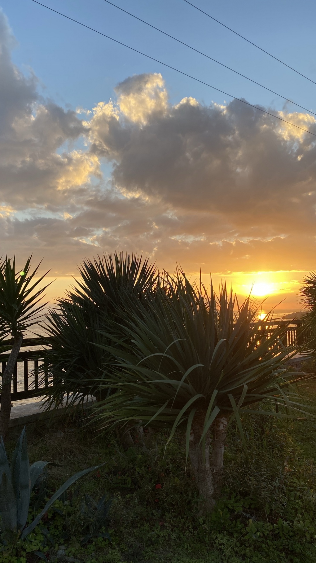 Palm Trees, Leaf, Plant, Science, Biology. Wallpaper in 1080x1920 Resolution