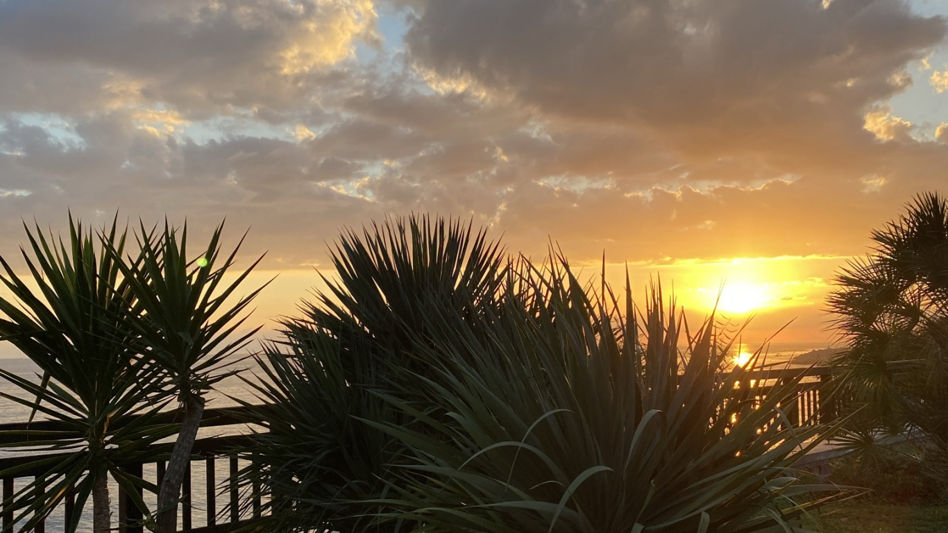 Palm Trees, Leaf, Plant, Science, Biology. Wallpaper in 1366x768 Resolution