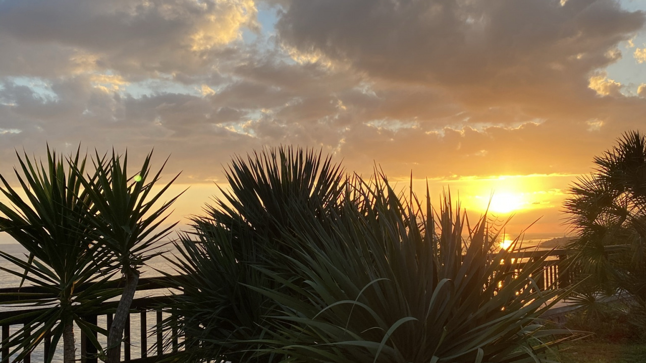 Palmier, Feuille, Sciences, Biologie, Plante de la Communauté. Wallpaper in 1280x720 Resolution