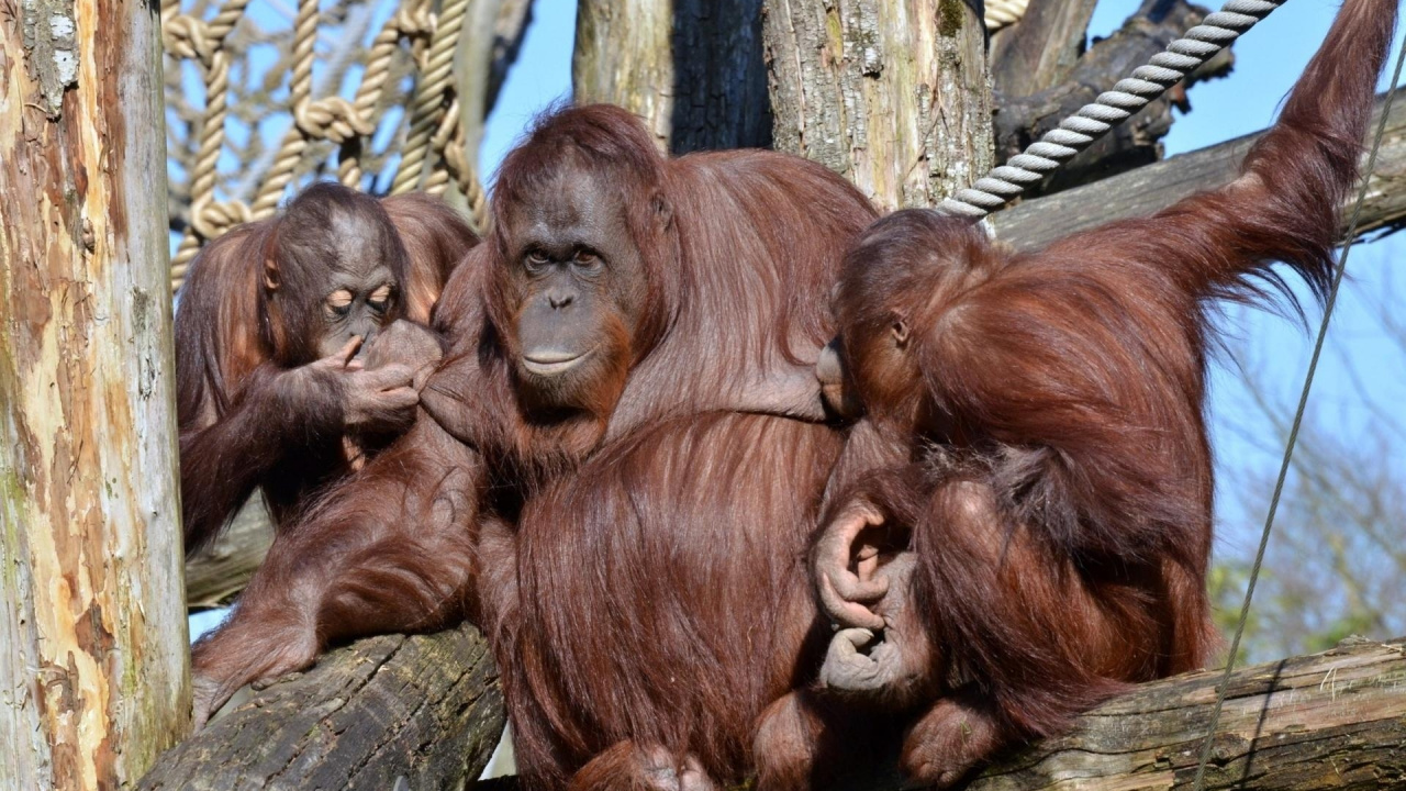 Singe Brun Sur Une Surface en Bois Brune. Wallpaper in 1280x720 Resolution