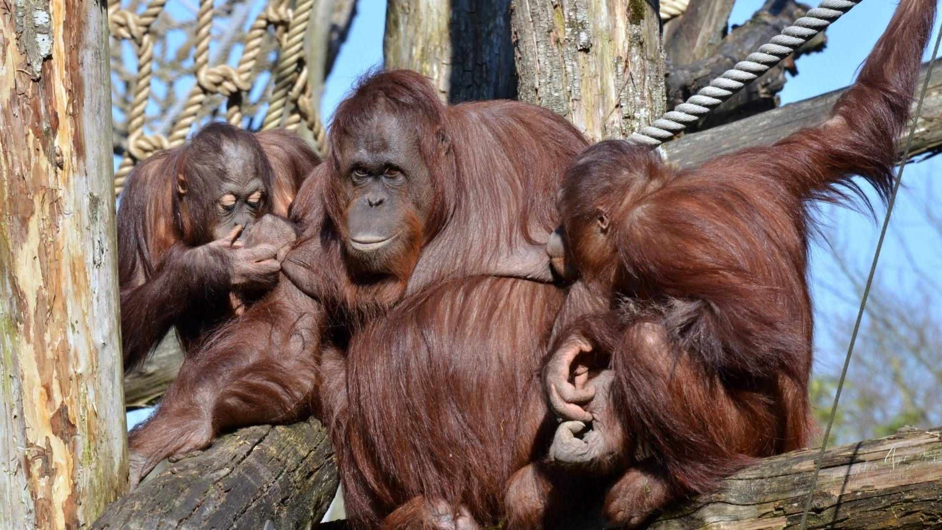 Singe Brun Sur Une Surface en Bois Brune. Wallpaper in 1920x1080 Resolution