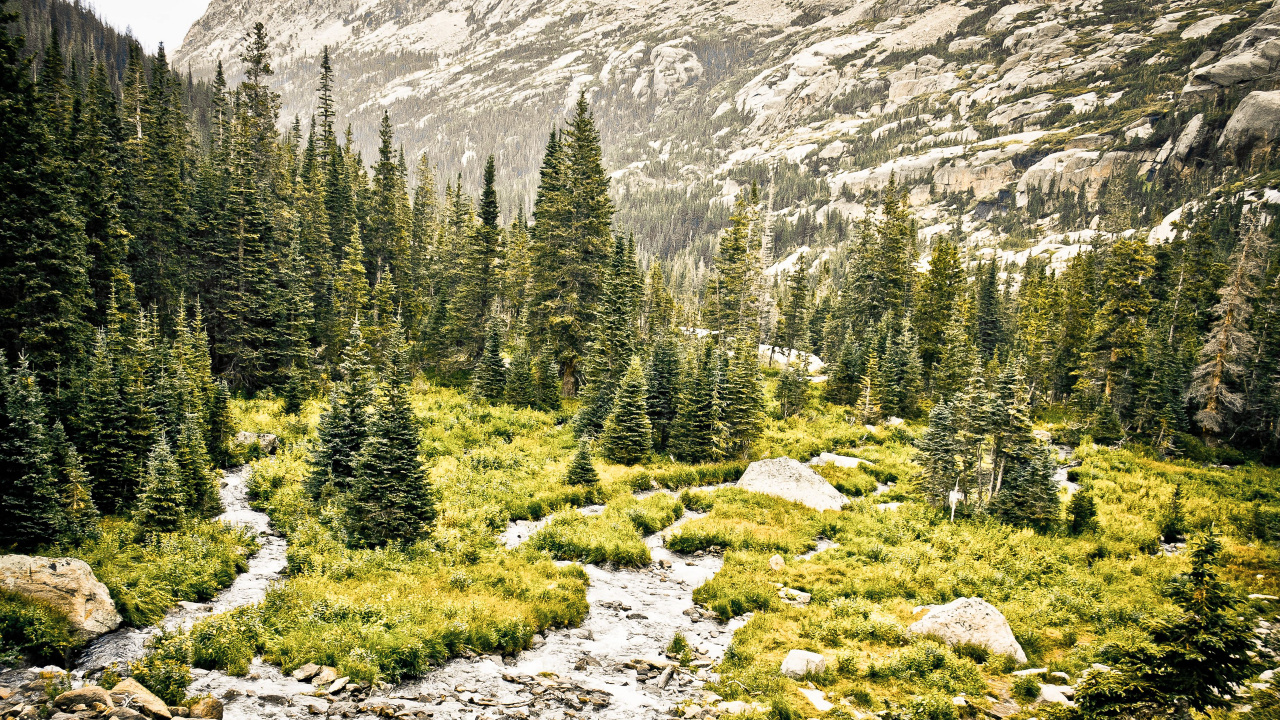 Green Pine Trees on Rocky Ground. Wallpaper in 1280x720 Resolution