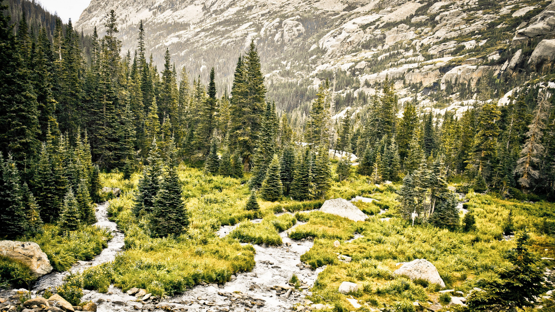 Green Pine Trees on Rocky Ground. Wallpaper in 1920x1080 Resolution