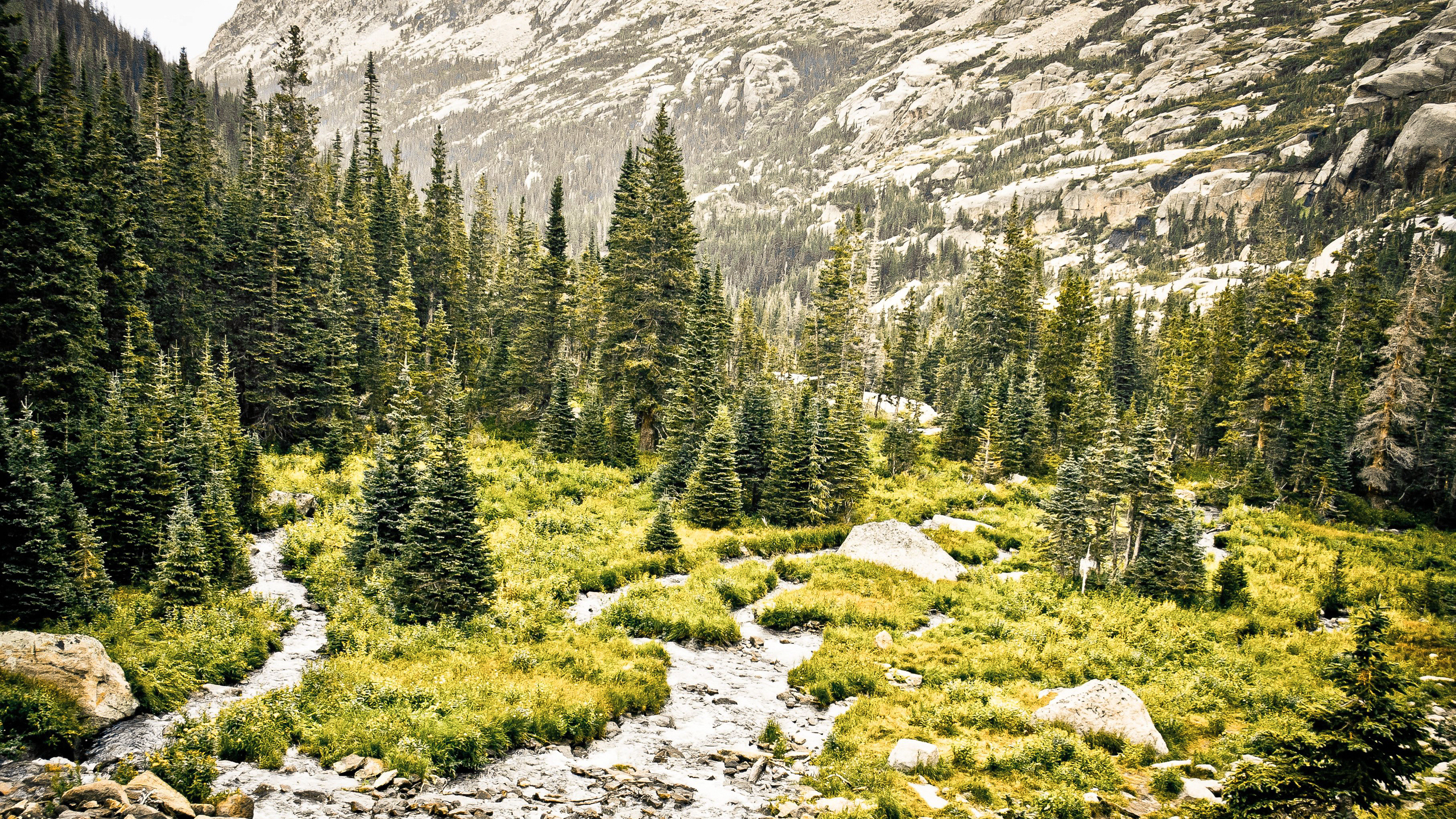 Green Pine Trees on Rocky Ground. Wallpaper in 2560x1440 Resolution
