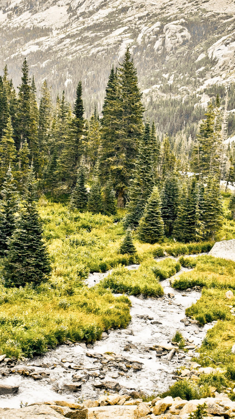 Green Pine Trees on Rocky Ground. Wallpaper in 750x1334 Resolution