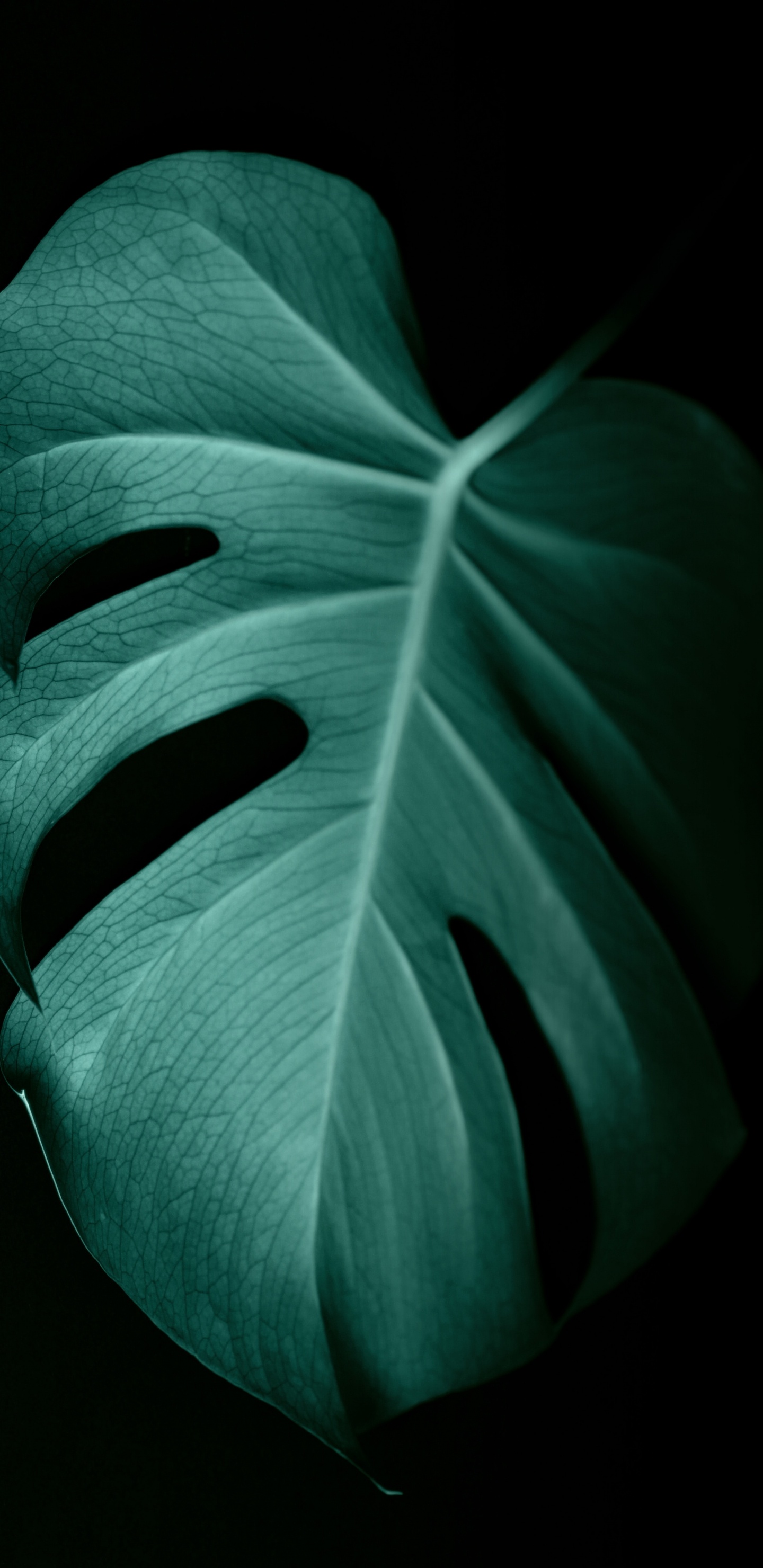 绿色的, 对称, 黑色和白色的, 植物干 壁纸 1440x2960 允许