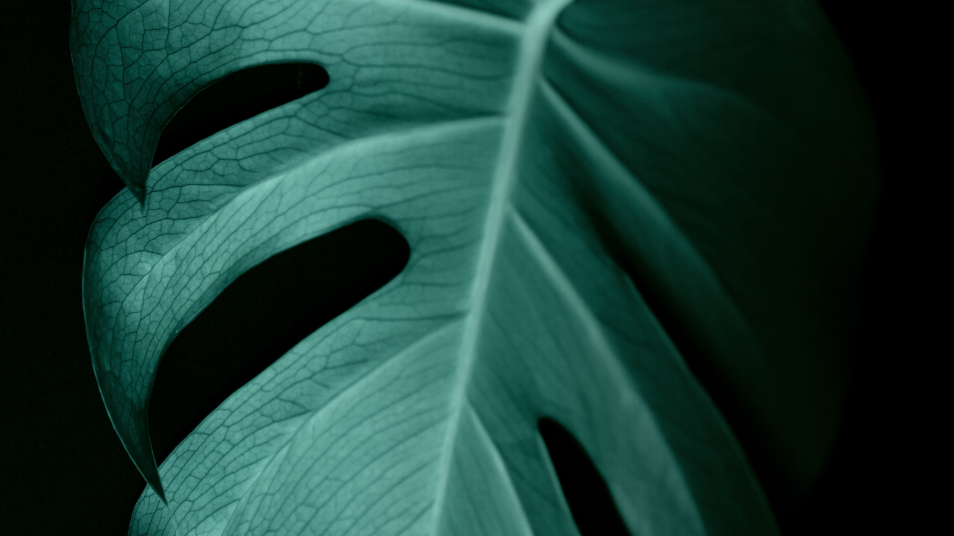 Grünes Blatt in Nahaufnahme. Wallpaper in 1920x1080 Resolution