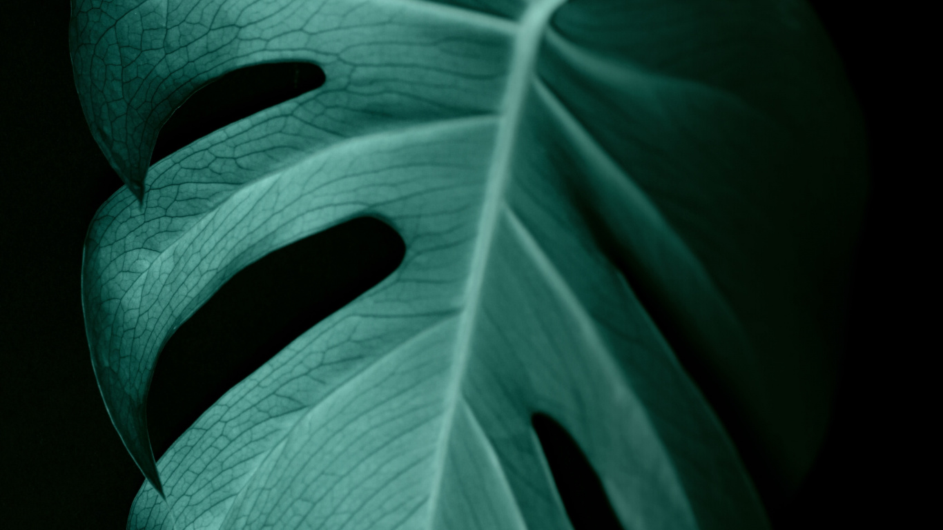 Feuille Verte en Photographie Rapprochée. Wallpaper in 1366x768 Resolution