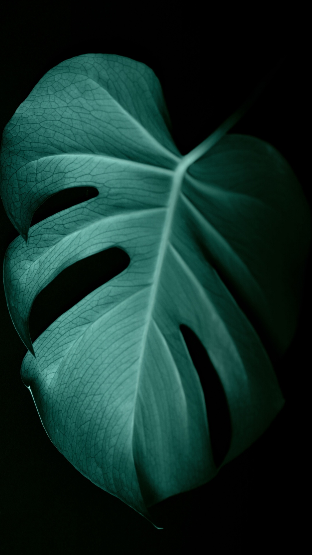 Green Leaf in Close up Photography. Wallpaper in 1080x1920 Resolution