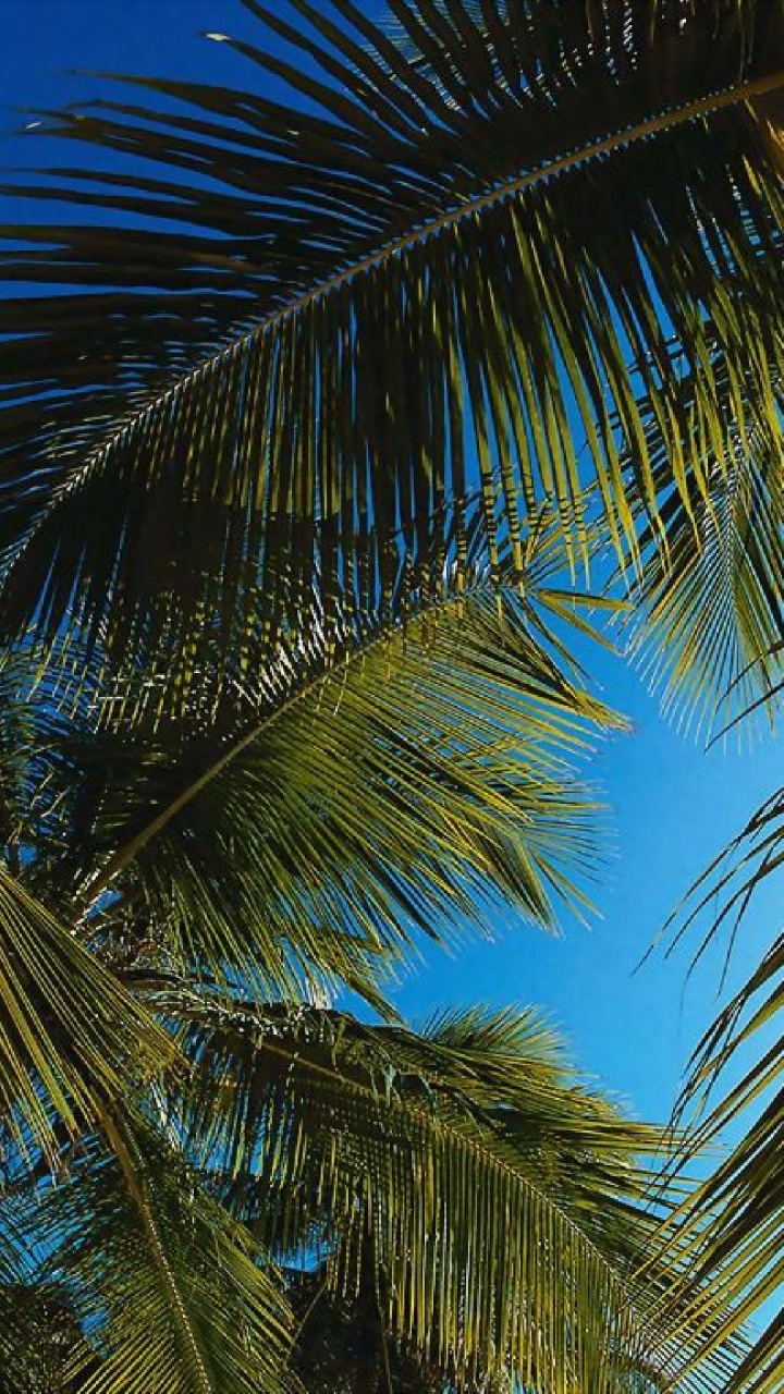 Cocotier Sous Ciel Bleu Pendant la Journée. Wallpaper in 720x1280 Resolution