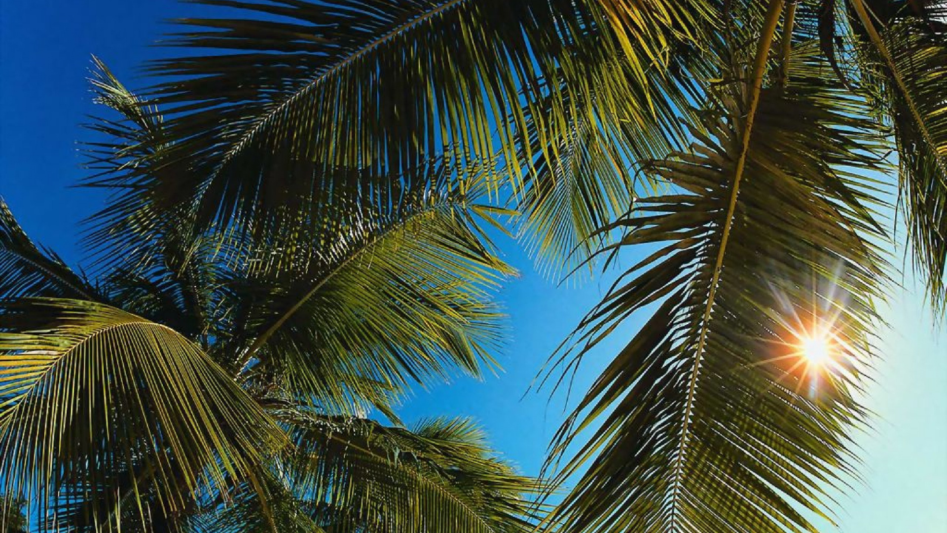 Kokospalme Unter Blauem Himmel Tagsüber. Wallpaper in 1920x1080 Resolution