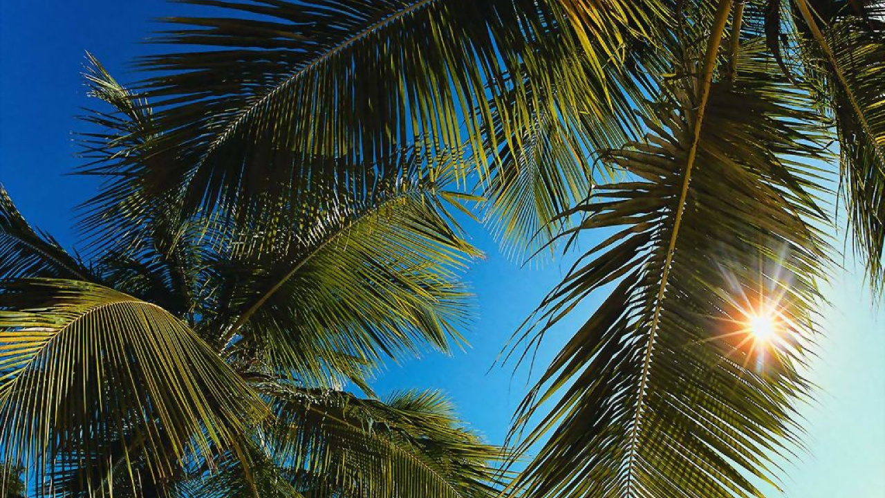 Cocotero Bajo un Cielo Azul Durante el Día. Wallpaper in 1280x720 Resolution