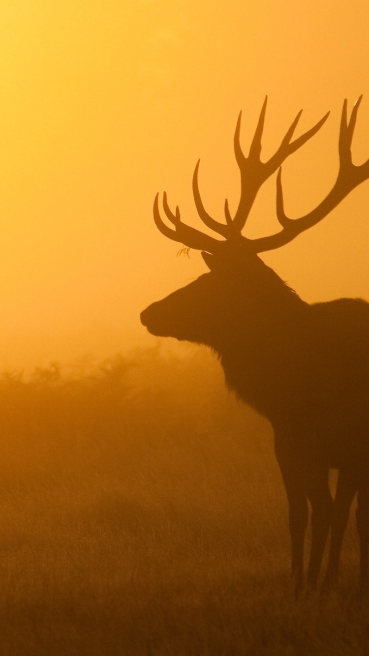 Cerf Brun Sur Terrain D'herbe Verte Pendant le Coucher du Soleil. Wallpaper in 750x1334 Resolution