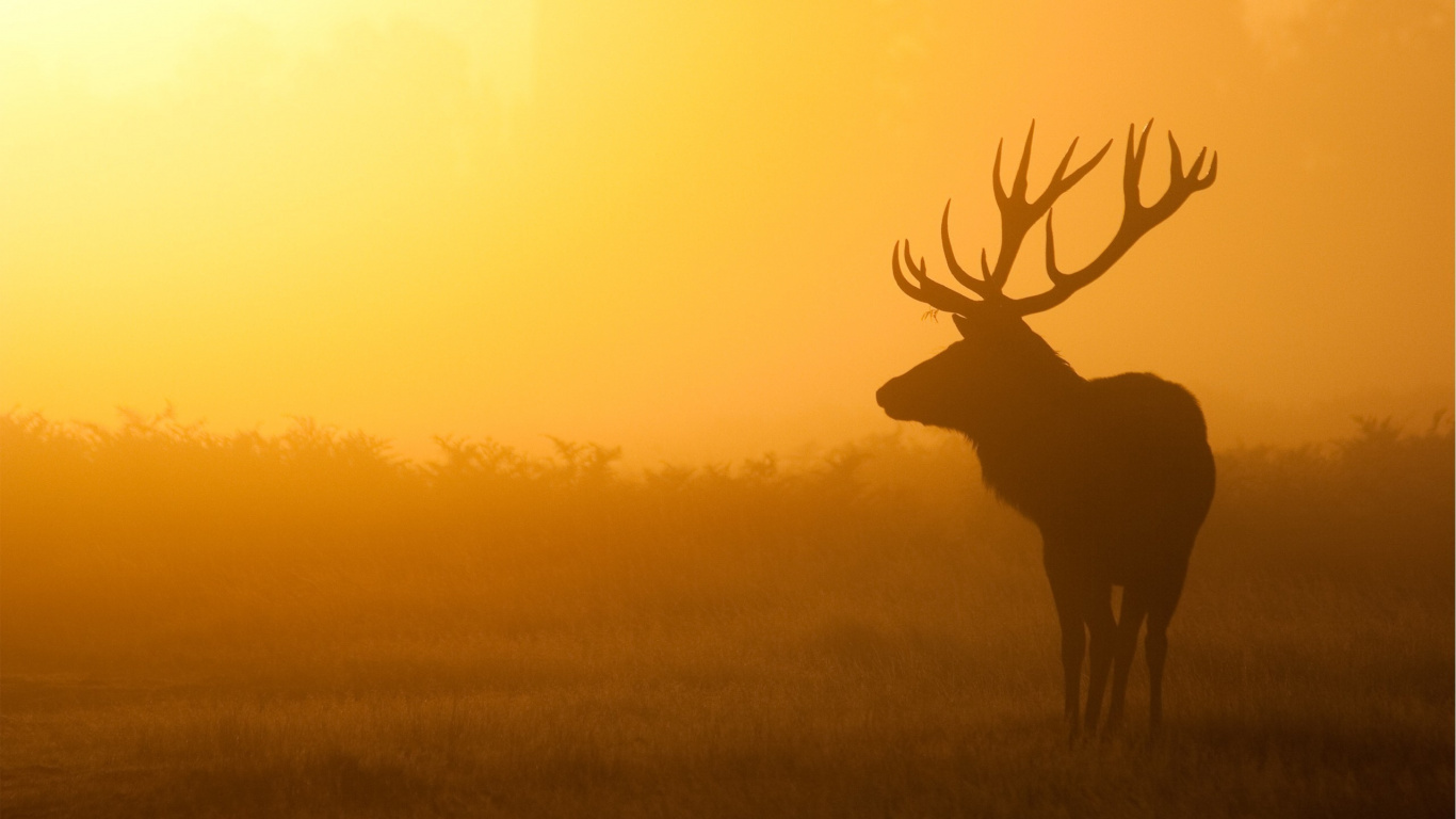 Brown Deer on Green Grass Field During Sunset. Wallpaper in 1366x768 Resolution