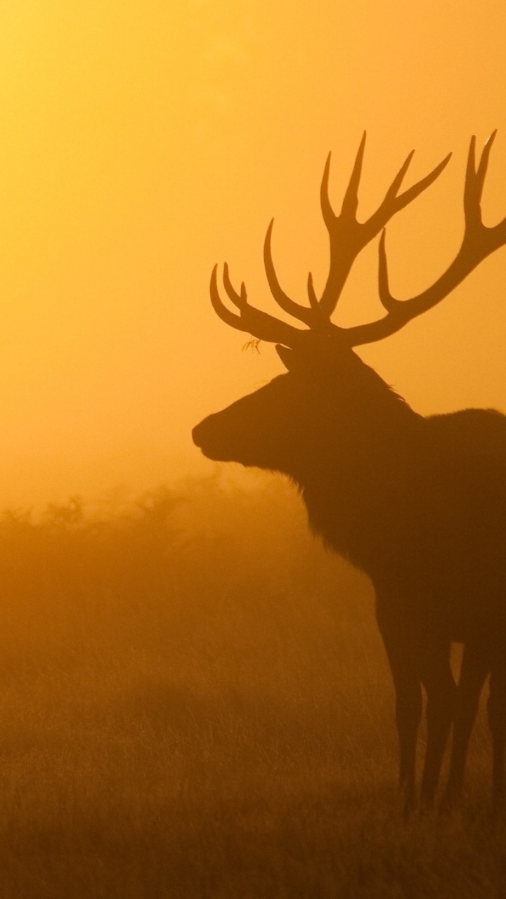 Brown Deer on Green Grass Field During Sunset. Wallpaper in 720x1280 Resolution