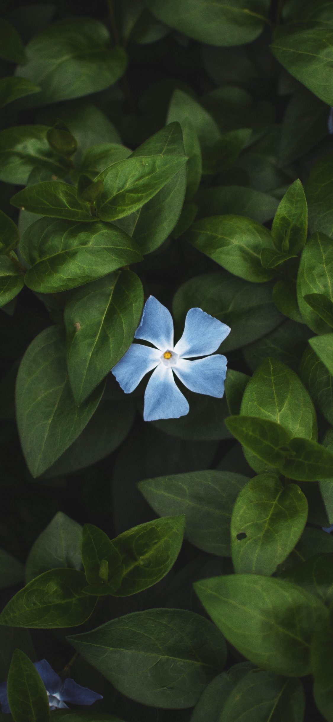 Blaue Blume Mit Grünen Blättern. Wallpaper in 1125x2436 Resolution