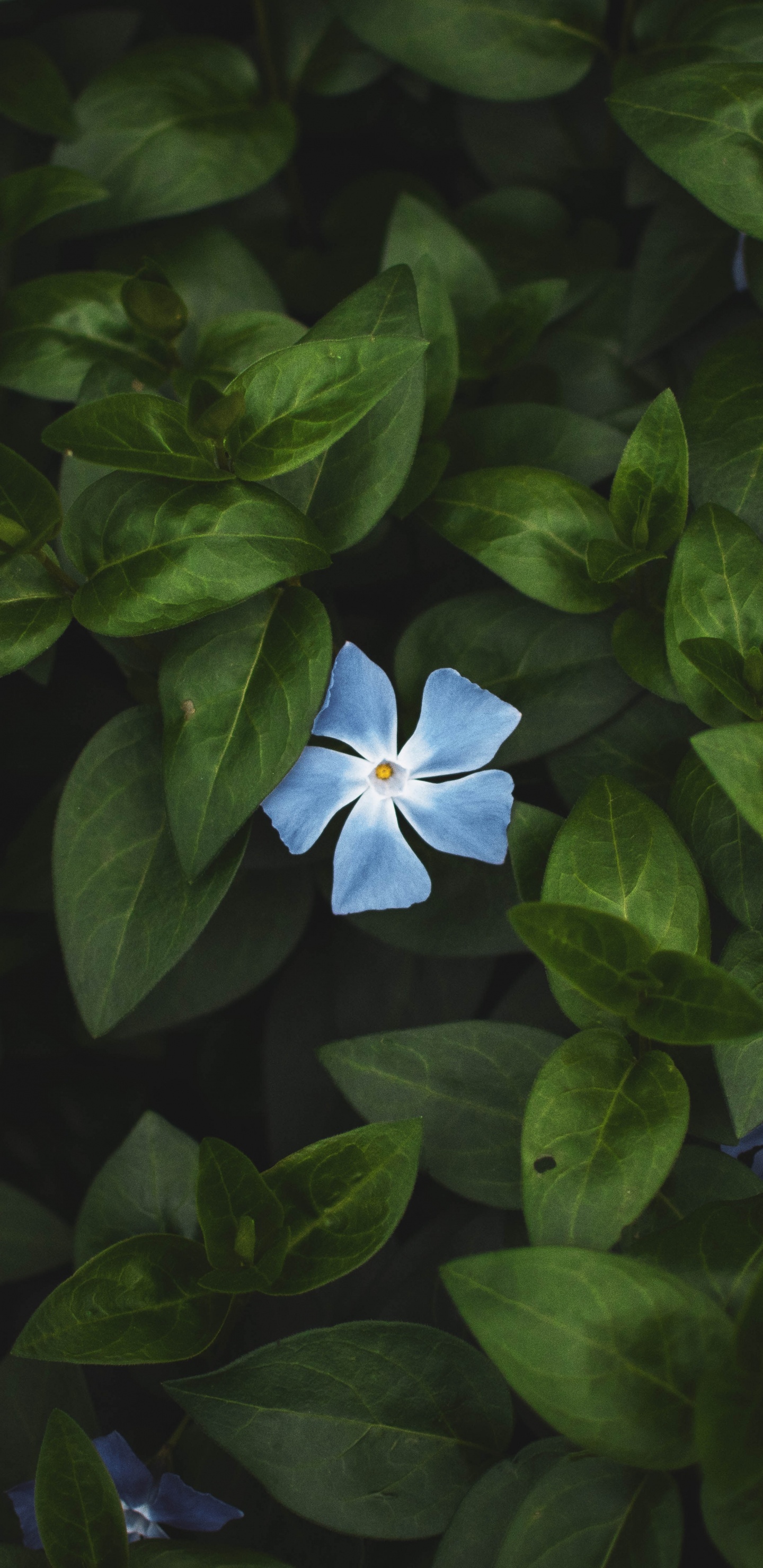 绿色的, 显花植物, 野花, 地被, Nokia 壁纸 1440x2960 允许