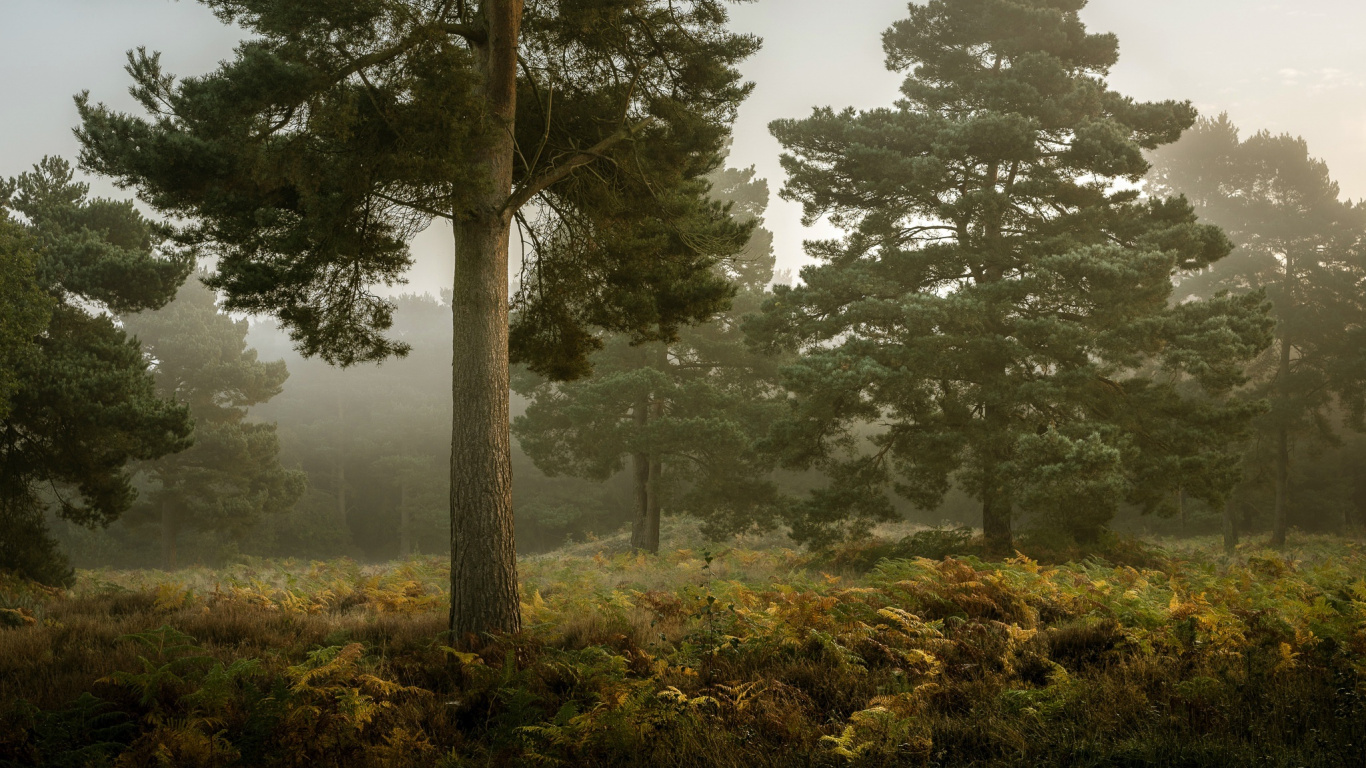 Árboles Verdes en el Campo de Hierba Verde Durante el Día. Wallpaper in 1366x768 Resolution
