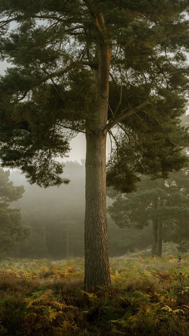 Green Trees on Green Grass Field During Daytime. Wallpaper in 720x1280 Resolution