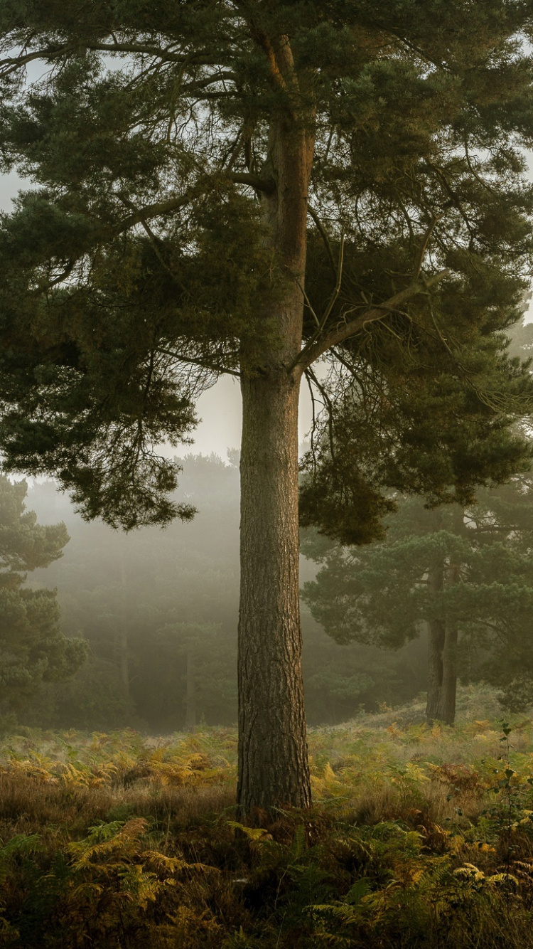 Green Trees on Green Grass Field During Daytime. Wallpaper in 750x1334 Resolution